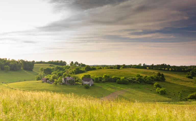 żółte pola, łąki